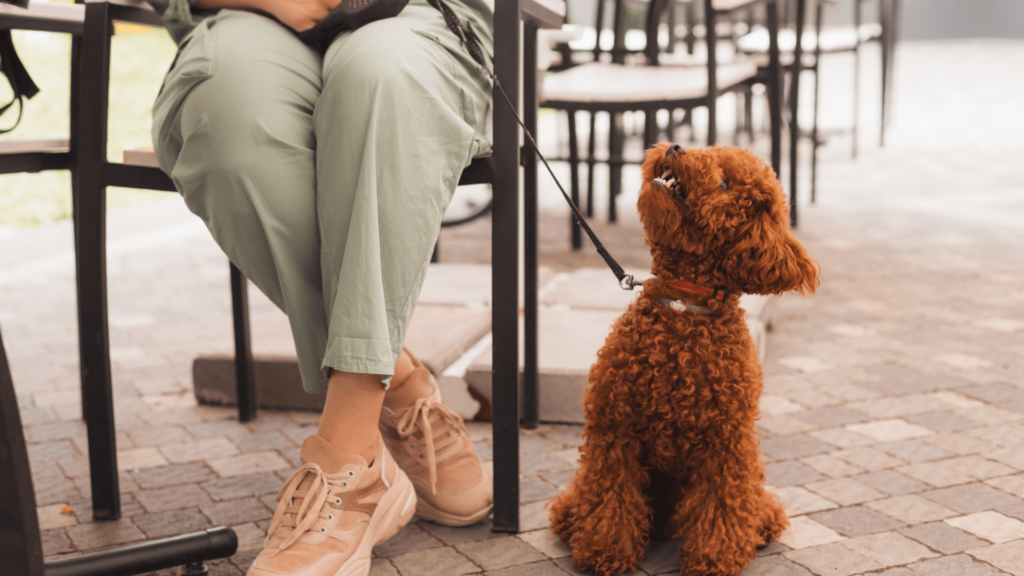 A person sitting outdoors with a small, curly-haired dog on a leash, highlighting a dog-friendly environment, ideal for travelers seeking pet-friendly hotels in Edinburgh.