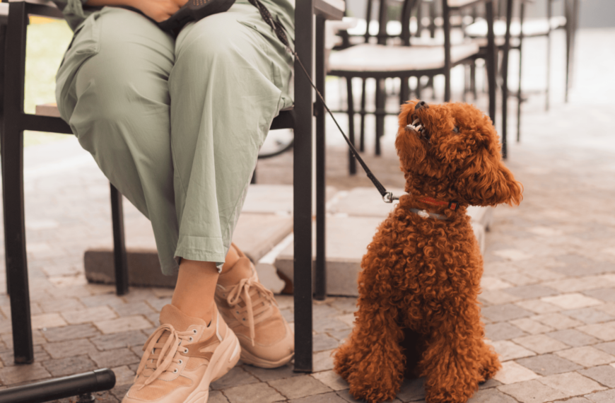 A person sitting outdoors with a small, curly-haired dog on a leash, highlighting a dog-friendly environment, ideal for travelers seeking pet-friendly hotels in Edinburgh.