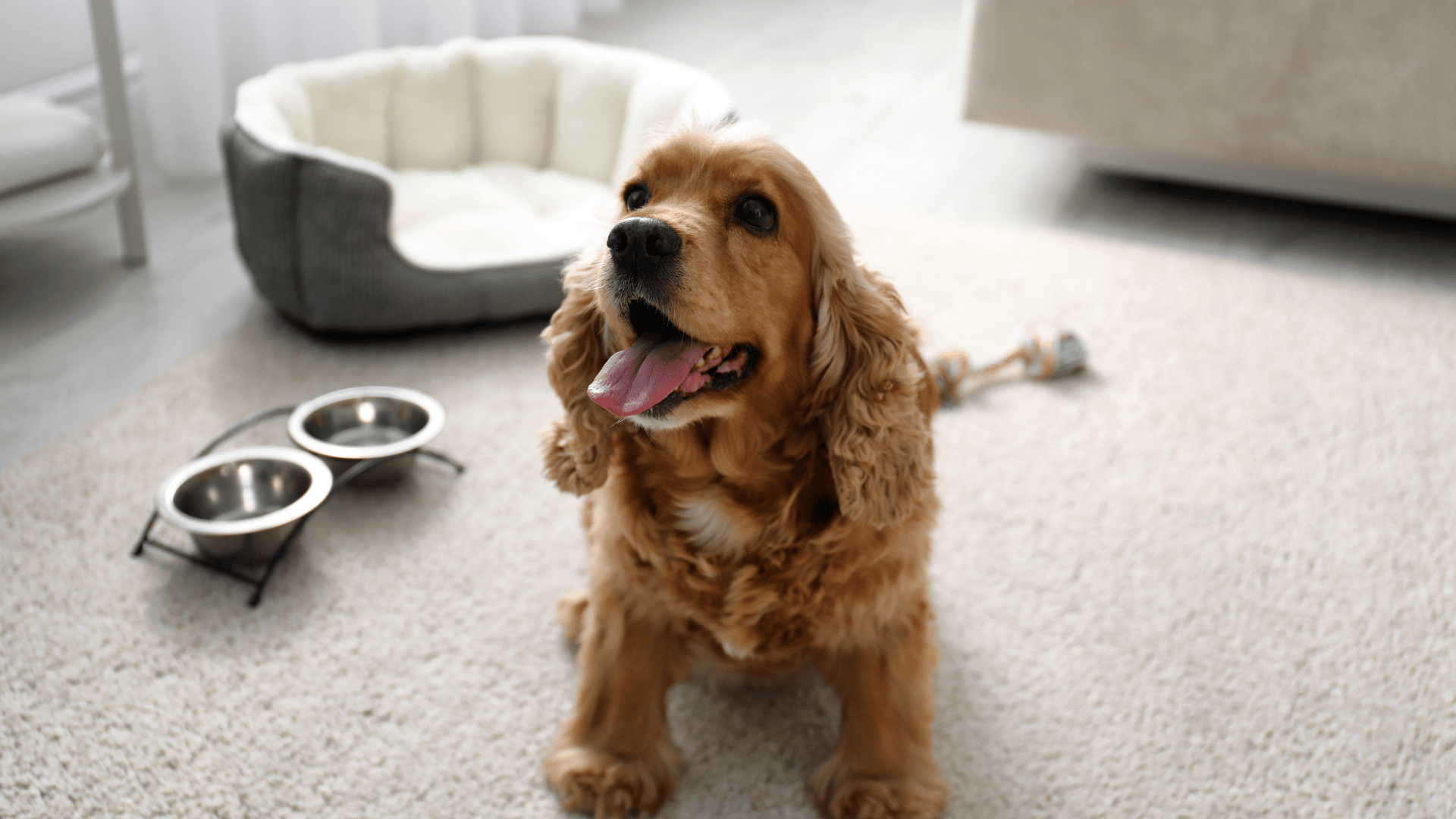 Happy Cocker Spaniel sitting on a carpeted floor in a pet-friendly hotel room in Halifax, Nova Scotia, with a cozy dog bed and food bowls nearby.